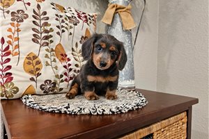 Olivia - Dachshund, Mini for sale
