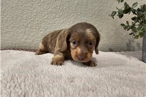 Ophelia - puppy for sale