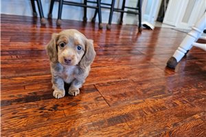 Ophelia - Dachshund, Mini for sale