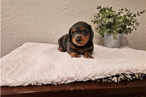 Olivia - Mini Dachshund for sale
