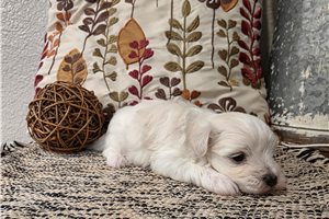 Roger - Maltese for sale
