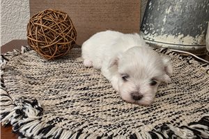 Rachel - puppy for sale