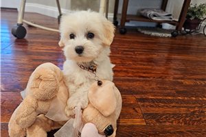 Kianna - Malti Poo - Maltipoo for sale