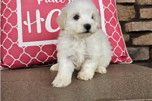 Kevin - Malti Poo - Maltipoo for sale