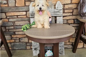 Nash - Malti Poo - Maltipoo for sale
