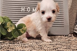 Kaitlyn - puppy for sale