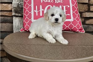 Kianna - Malti Poo - Maltipoo for sale