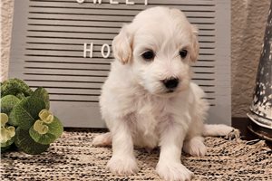Kevin - puppy for sale