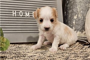 Kendra - Malti Poo - Maltipoo for sale