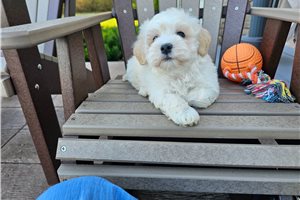 Roman - Maltipoo for sale