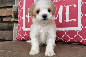 Kendra - Malti Poo - Maltipoo for sale