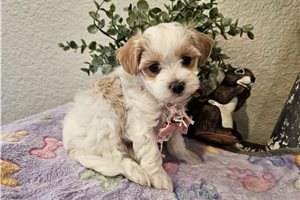 Sunny - Malti Poo - Maltipoo for sale