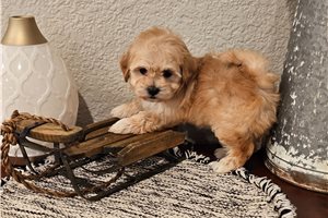 Carnation - Malti Poo - Maltipoo for sale