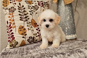 Kianna - Malti Poo - Maltipoo for sale