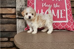 Kelsey - Malti Poo - Maltipoo for sale