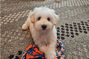 Kevin - Malti Poo - Maltipoo for sale