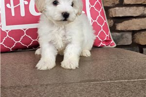 Kevin - Malti Poo - Maltipoo for sale