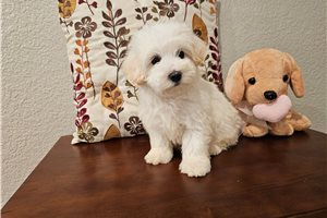 Kevin - Malti Poo - Maltipoo for sale