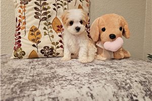 Kendra - Malti Poo - Maltipoo for sale