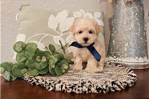 Nash - Malti Poo - Maltipoo for sale