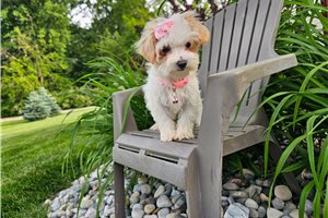 Kendra - Malti Poo - Maltipoo for sale