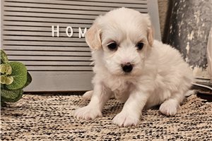 Kianna - puppy for sale