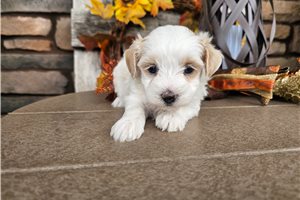 Starlight - puppy for sale