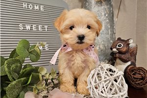 Nicole - Malti Poo - Maltipoo for sale