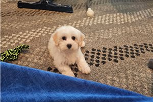 Kianna - puppy for sale