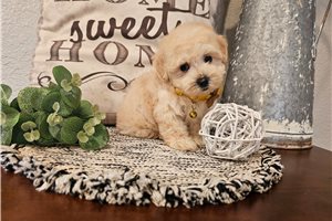 Nyla - Malti Poo - Maltipoo for sale