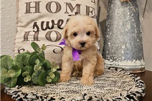 Noelle - Malti Poo - Maltipoo for sale