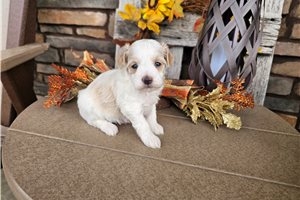 Sunny - Maltipoo for sale