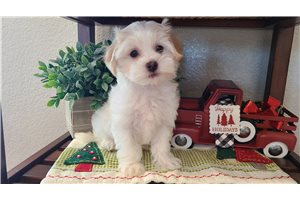 Domino - Malti Poo - Maltipoo for sale