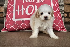 Kaitlyn - Malti Poo - Maltipoo for sale