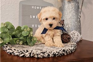 Nash - Malti Poo - Maltipoo for sale