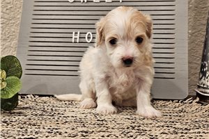 Kelsey - puppy for sale