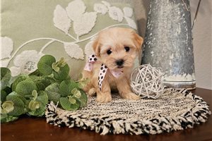 Nicole - puppy for sale