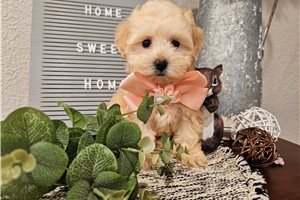 Nyla - Malti Poo - Maltipoo for sale