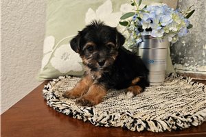Pepsie - puppy for sale