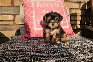 Paige - puppy for sale