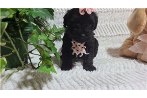 Gail - puppy for sale