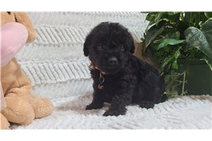 Grant - puppy for sale