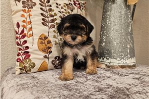 Niles - Yorkiepoo - Yorkie Poo for sale