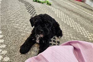 Marshmallow - Yorkiepoo - Yorkie Poo for sale