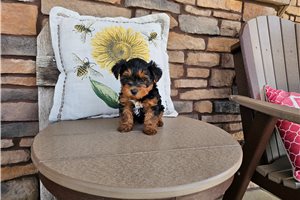 Lisa - Yorkiepoo - Yorkie Poo for sale