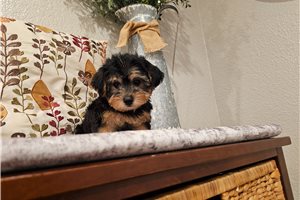 Liana - Yorkiepoo - Yorkie Poo for sale