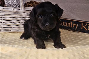 Midnight - Yorkiepoo - Yorkie Poo for sale