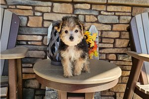 Pepperjack - Yorkiepoo for sale