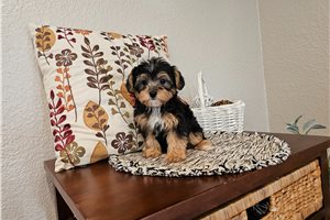 Mystery - Yorkiepoo - Yorkie Poo for sale