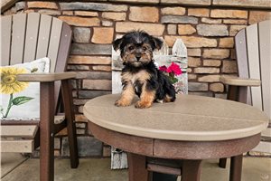Pepsie - Yorkiepoo - Yorkie Poo for sale